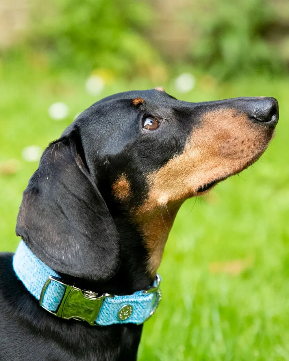 Blue Luxury Tweed Dog Collar