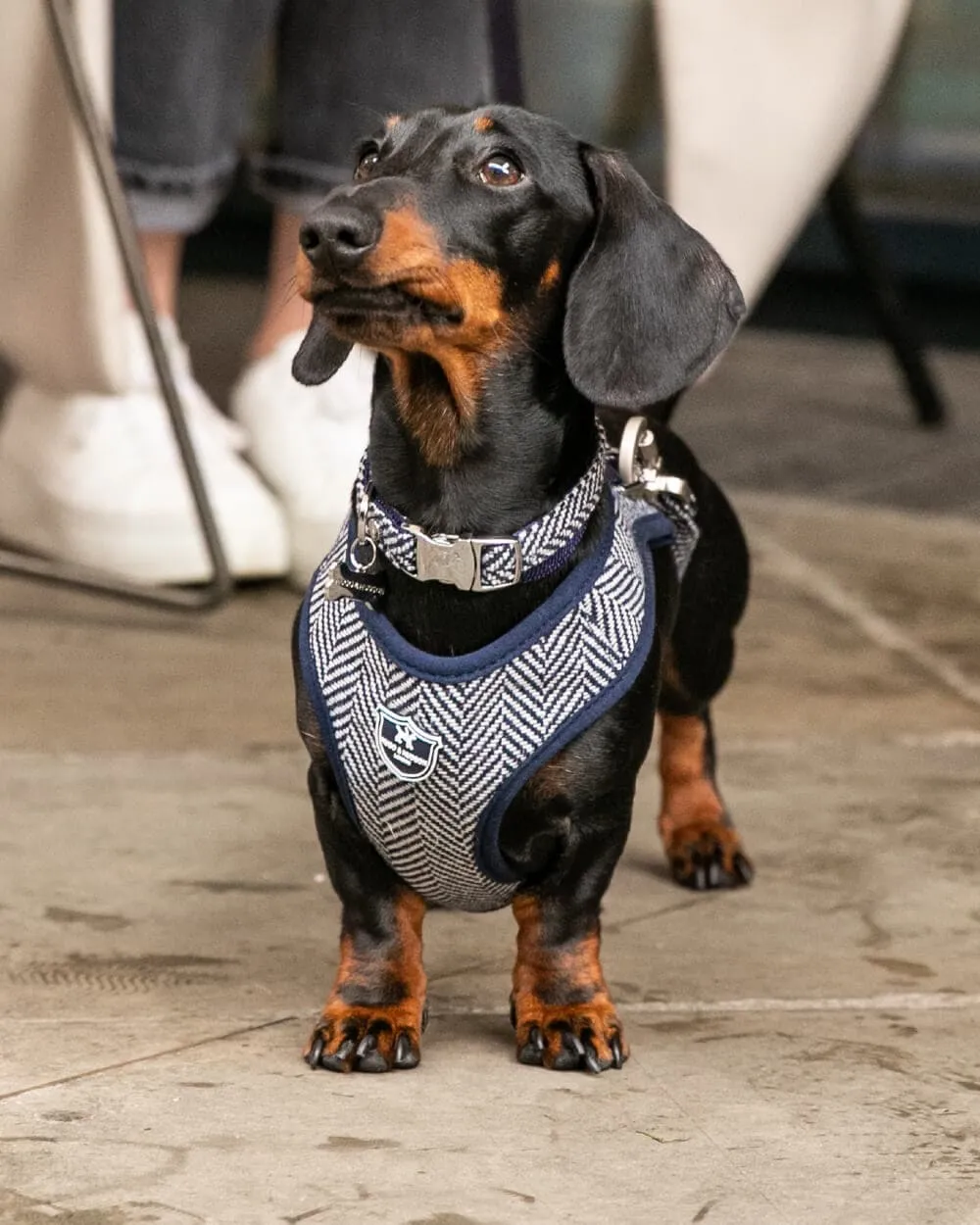 Tweed Dog Harness - Navy Herringbone