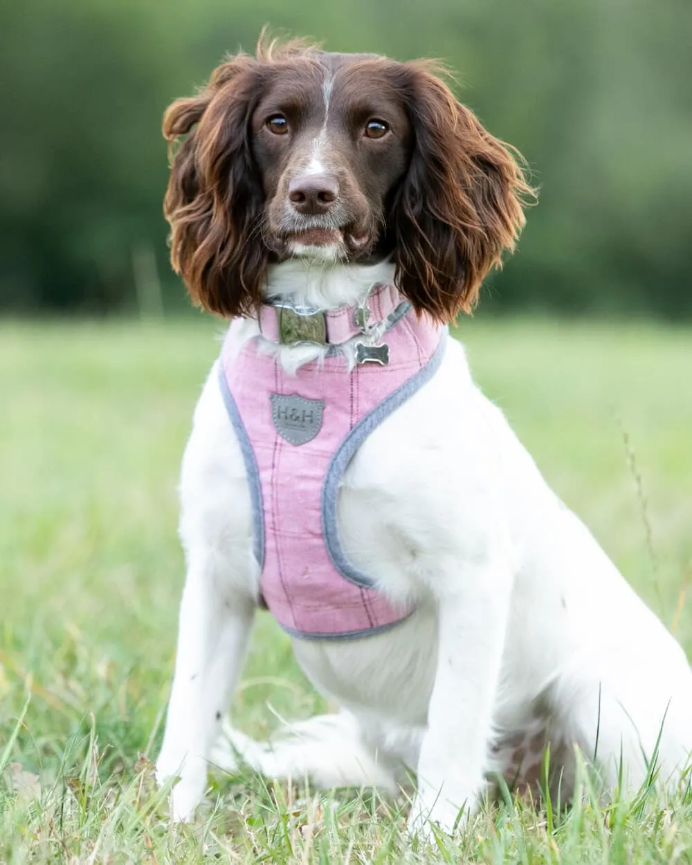 Tweed Dog Harness - Pink Checked